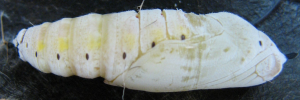 Pupae